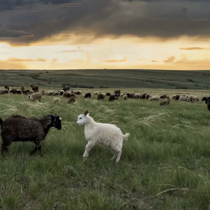 国产在线观看福利片
